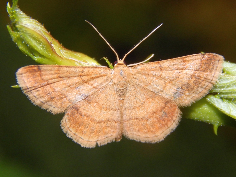 Scopula rubiginata?